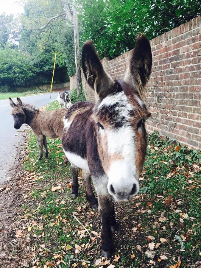 The New Forest Inn Lyndhurst Bagian luar foto